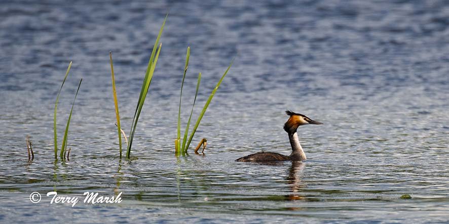 Great crested grebe